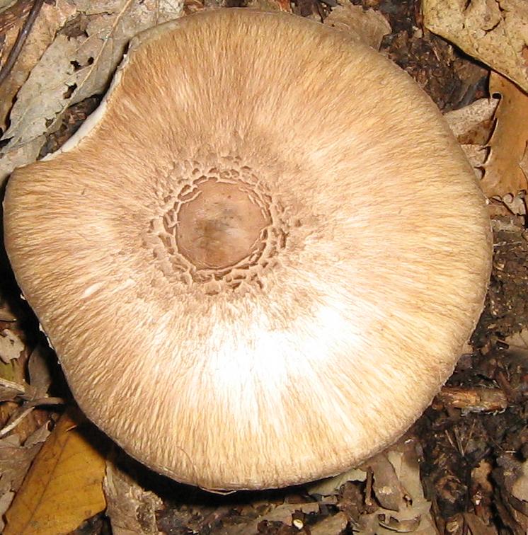 Lepiota e altro